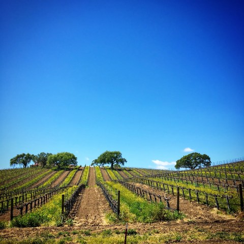 Vineyard rows on a sunny day with blue sky and distant trees.