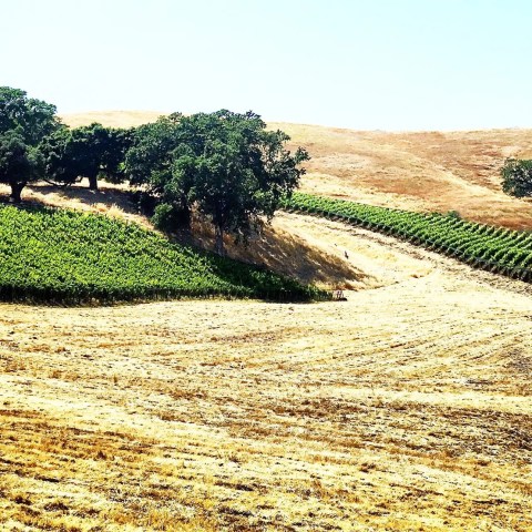 Hilly landscape with green vineyards and scattered trees under a clear blue sky.