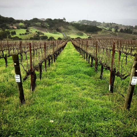 Vineyard rows with bare vines and green grass on a cloudy day in a hilly landscape.