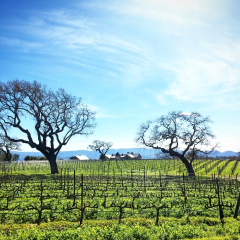 Vineyard with bare trees and a clear blue sky.