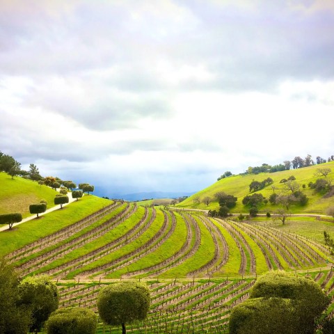 Vineyard on rolling green hills under a cloudy sky with rows of grapevines and trees.