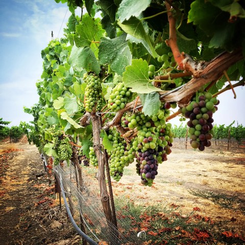 Grape vines with clusters of ripe grapes in a vineyard under a clear blue sky.