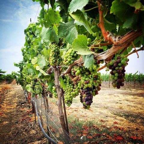 Grape vines with green and purple grapes in a vineyard on a sunny day.