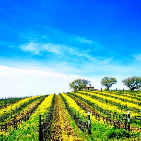 Vineyard with green and yellow rows under a clear blue sky, trees in background.