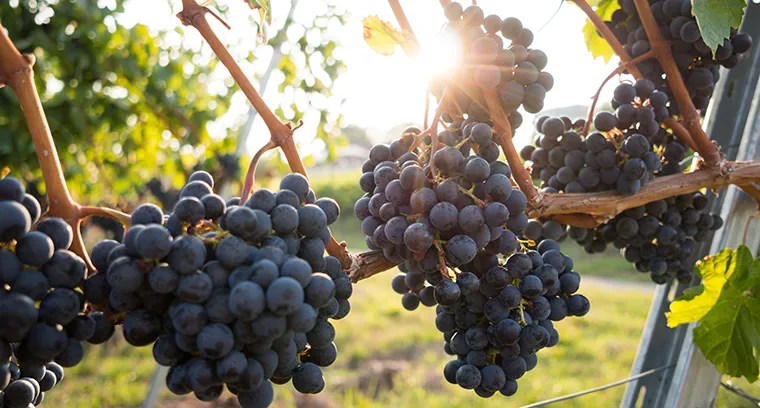 Bunches of ripe grapes hanging on a vine with sunlight filtering through leaves.