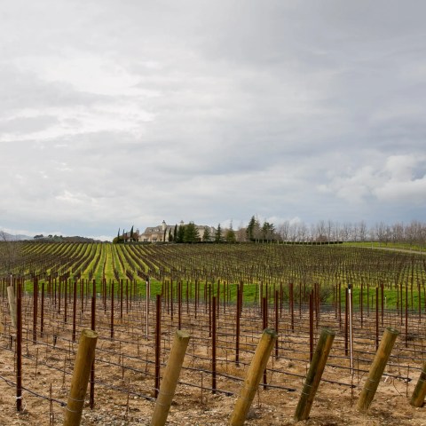 Vineyard with trellises and cloudy sky, distant house on hill.