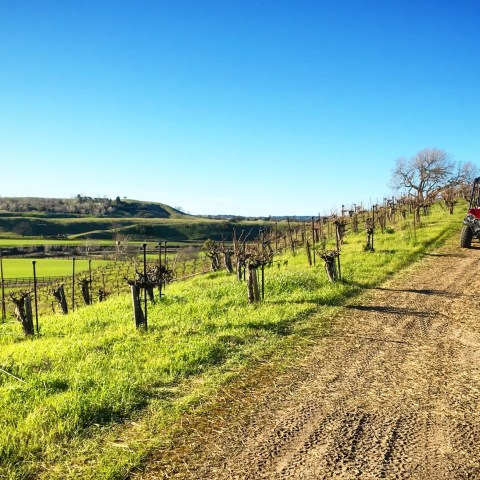 ATV driving on a dirt path through a vineyard under a clear blue sky.