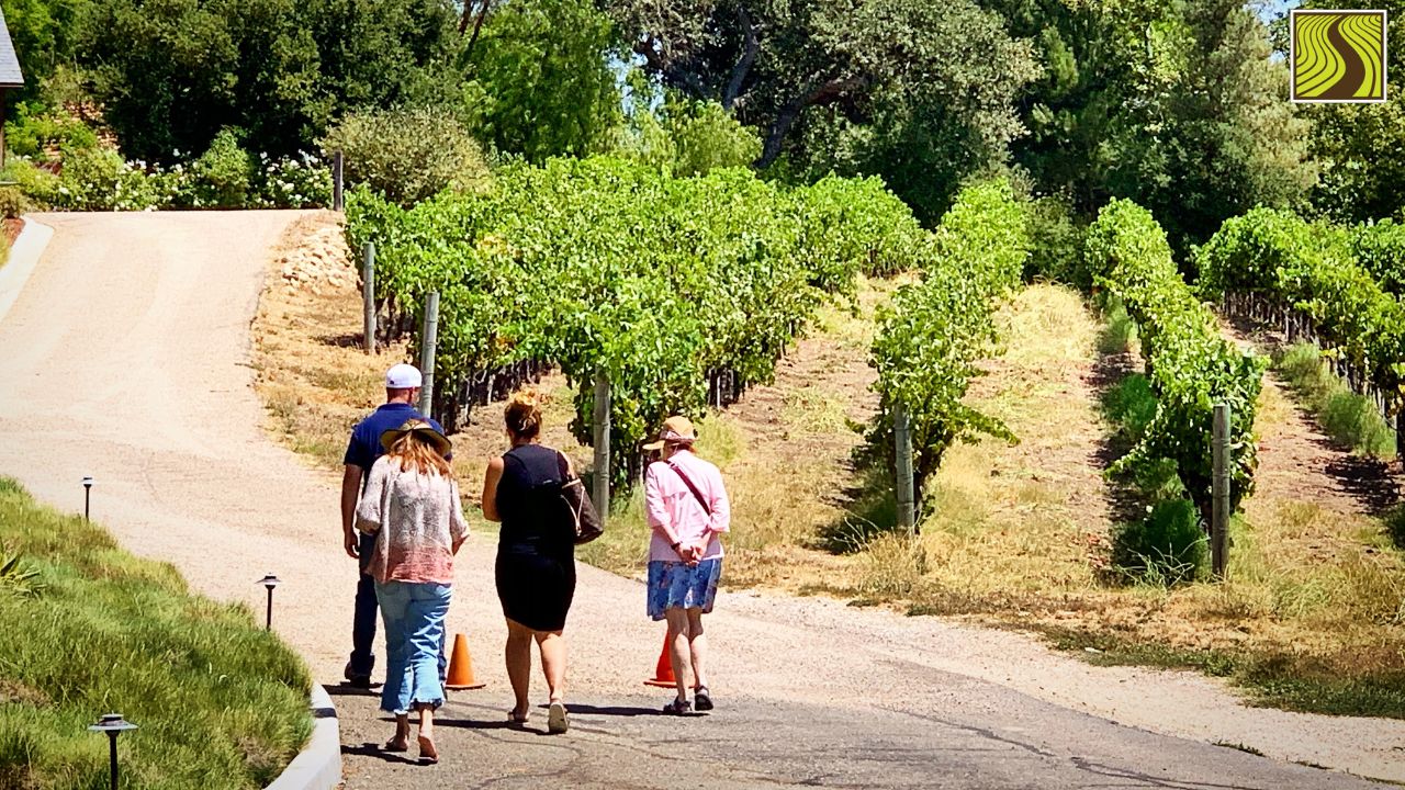 Four people walking on a path beside lush green vineyard rows under a clear sky.