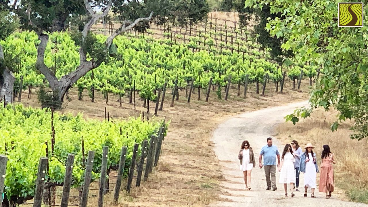 Group walking on a vineyard path surrounded by green grapevines and trees.