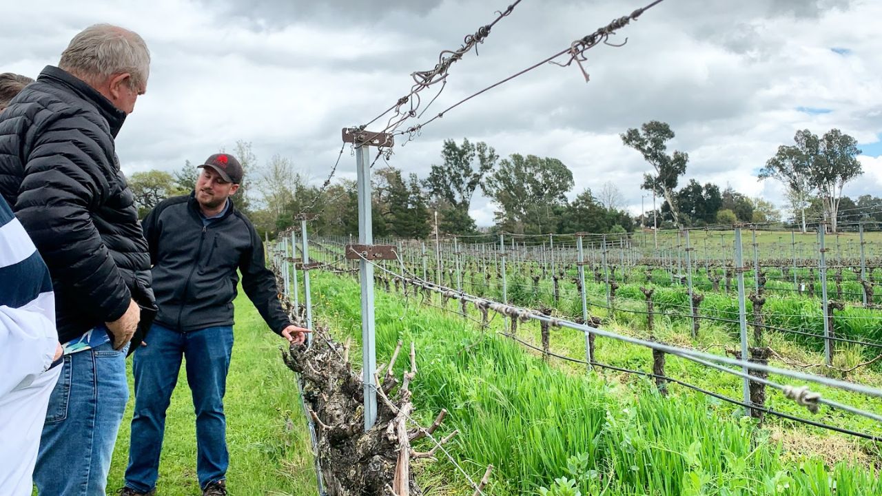 Three people standing in a vineyard, two listening to a third explaining vine details.
