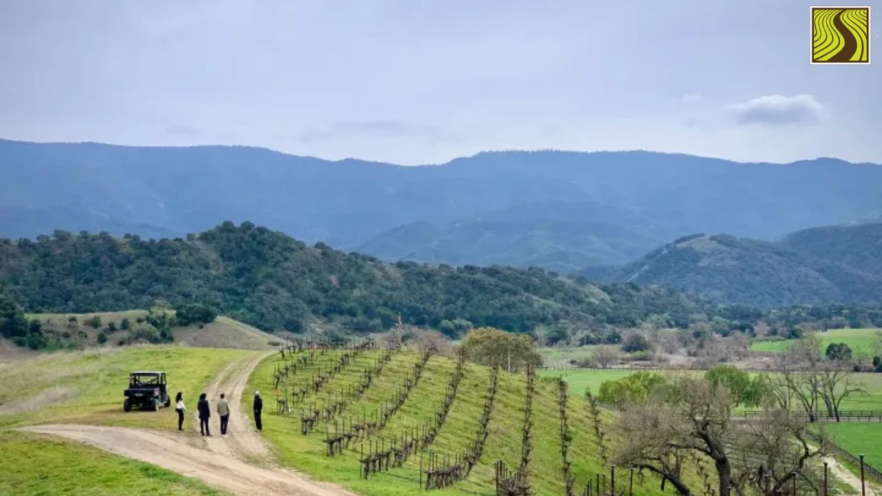 Four people walking on a vineyard path with hills and a vehicle in the background.
