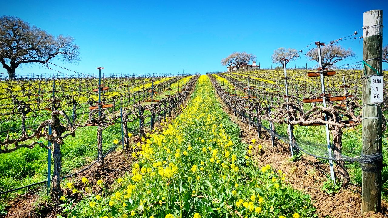 how-much-does-wine-tasting-cost-in-california