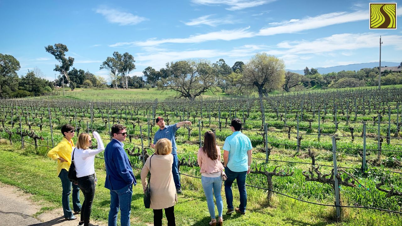 Group of people on a vineyard tour at a wine farm, listening to a guide under a clear sky.