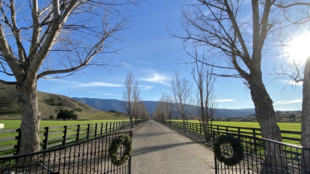 Country road lined with bare trees and wreaths on gates, under a clear blue sky.