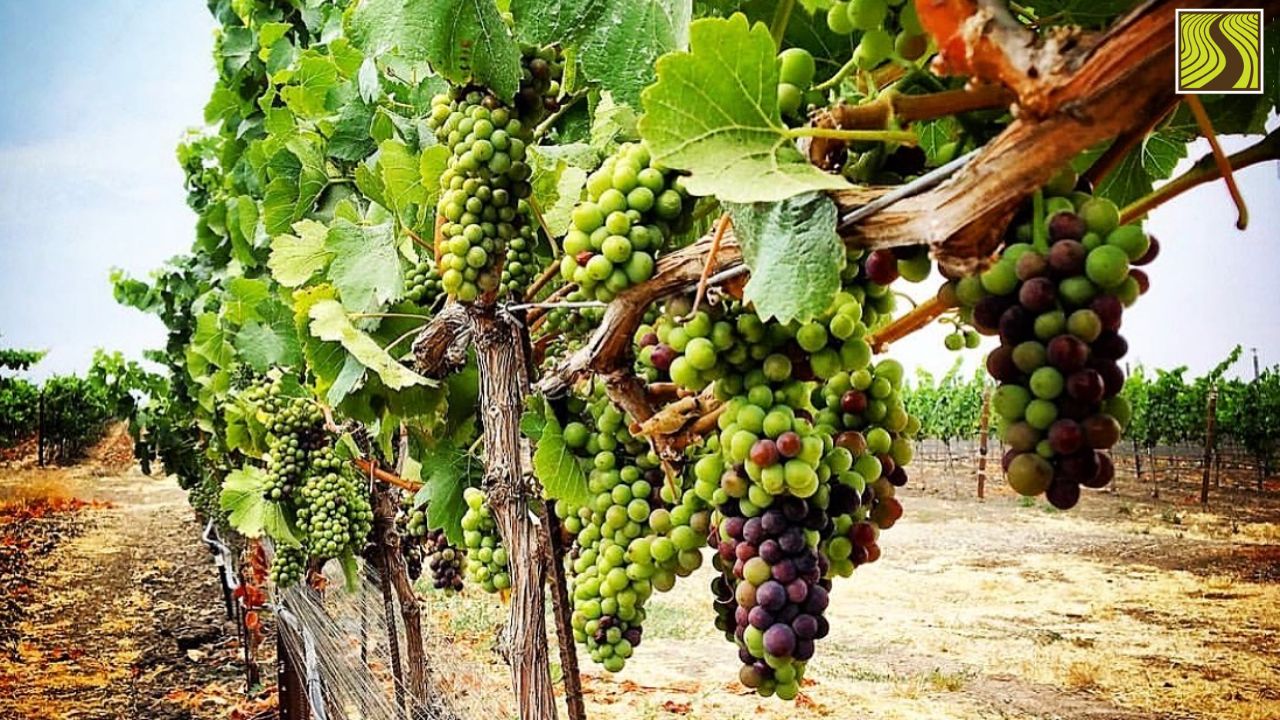 Grapevines with clusters of green and purple grapes in a vineyard under a clear sky.