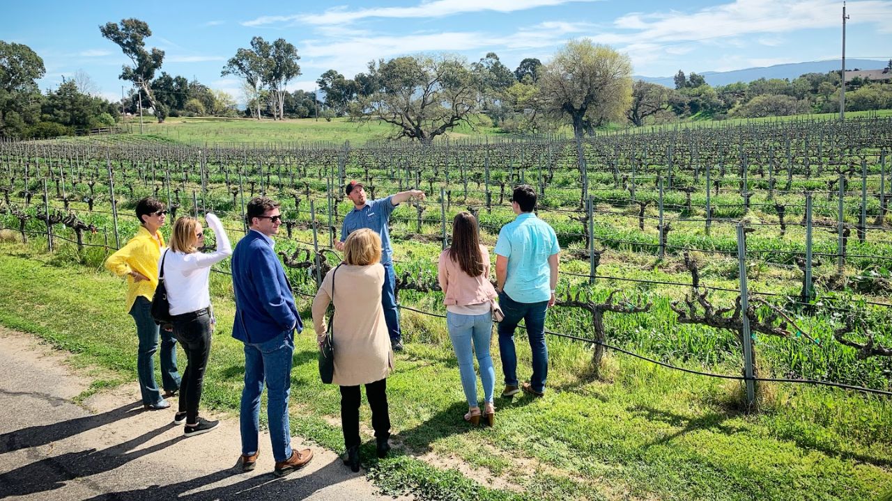 Group of people touring a vineyard with a guide under a sunny sky.