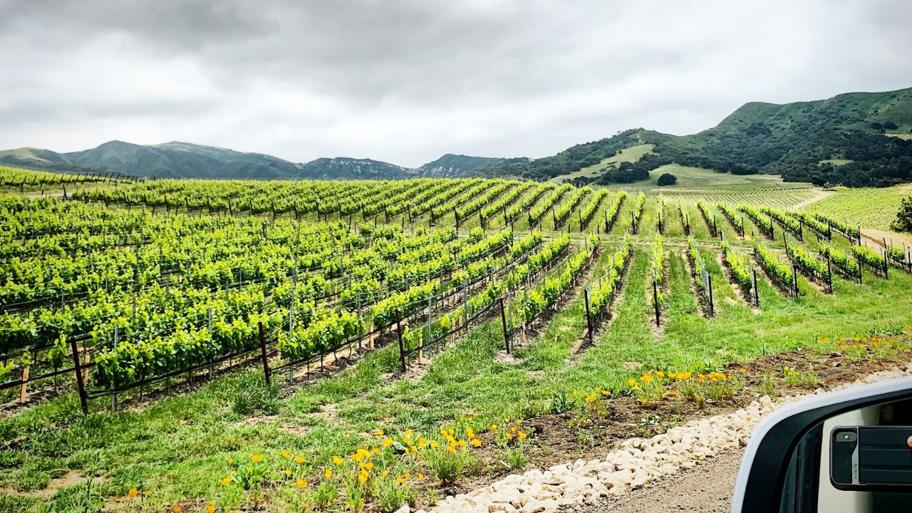 Lush vineyard with rows of grapevines stretching across rolling hills under dramatic cloudy sky.
