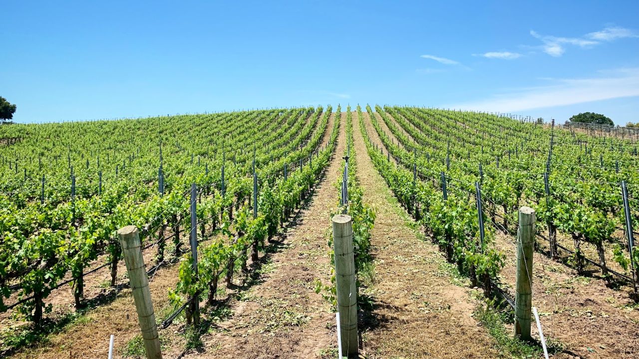 Sunny vineyard rows on hillside wine farm landscape.
