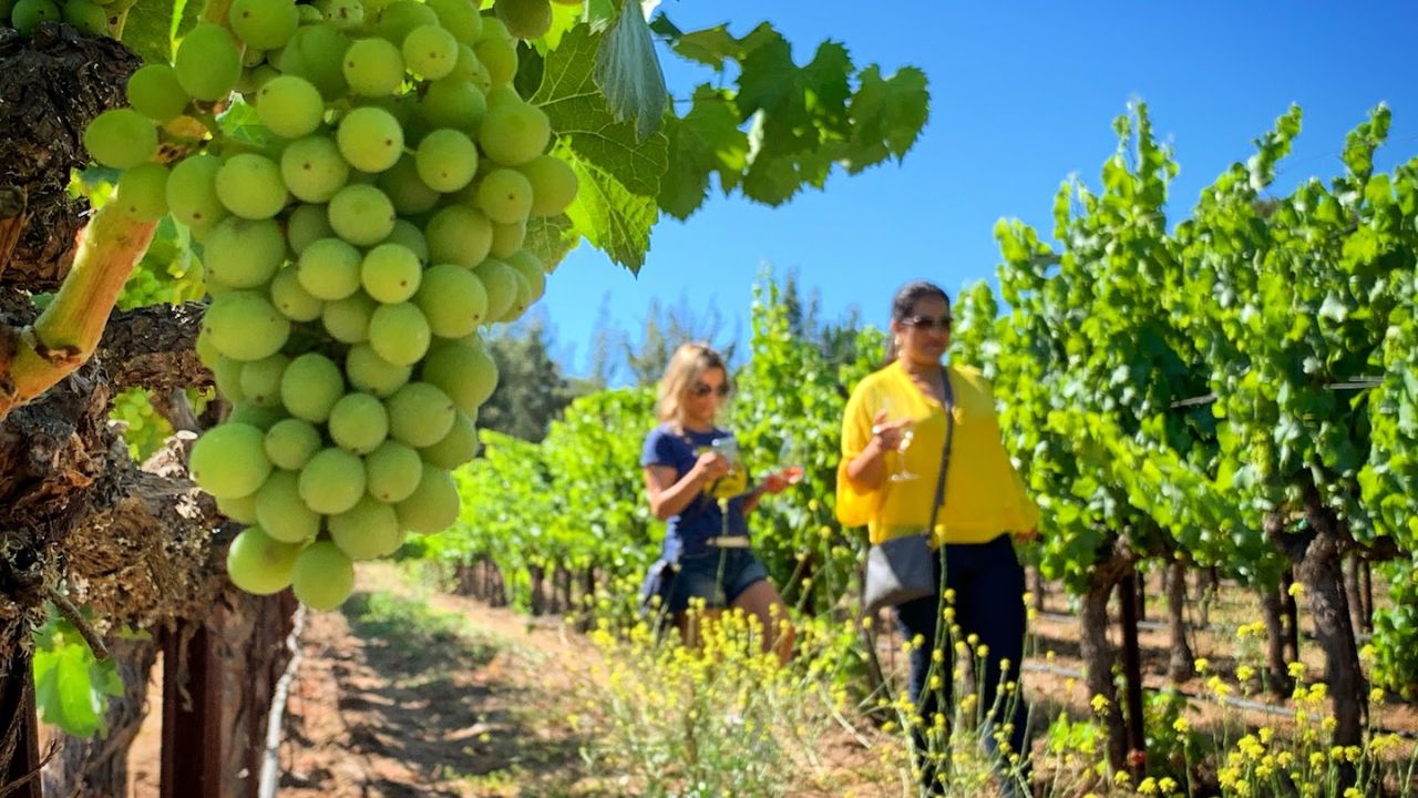 Wine tasting walk past green grapes under blue sky.