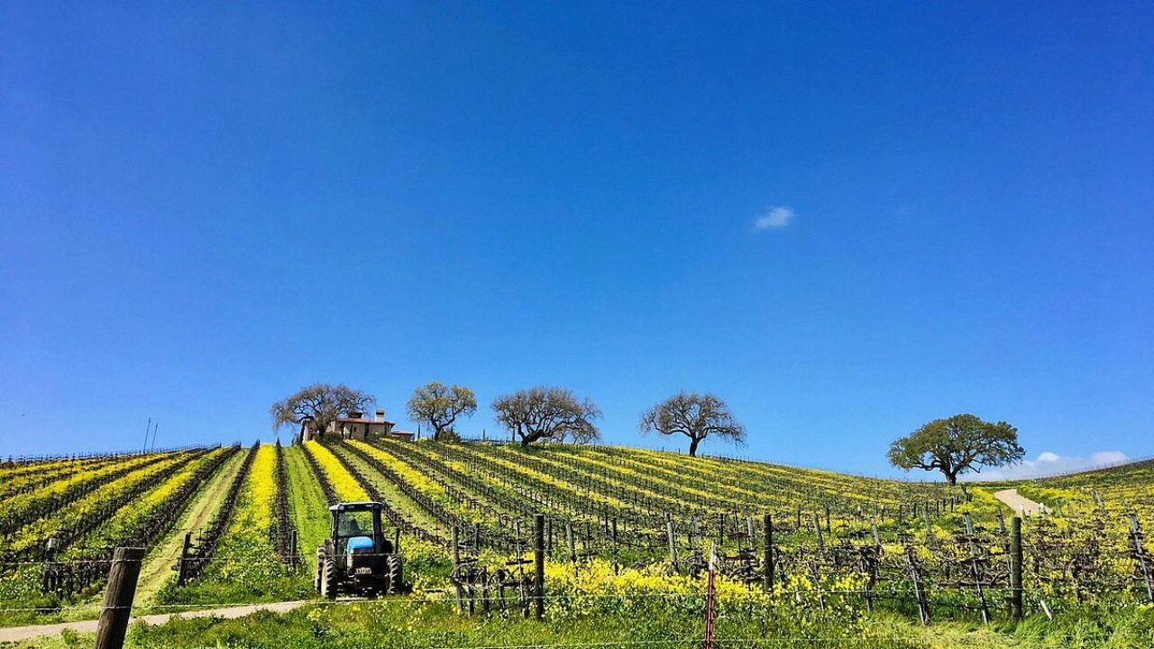 Vineyard with blue sky, rows of grapevines, a tractor, and distant trees.