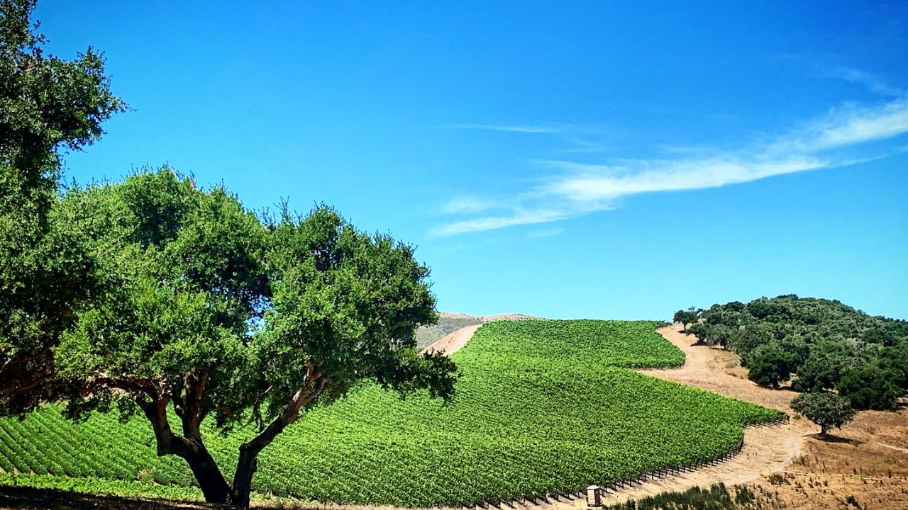 Vineyard hillside with tree shading golden grass below vines.