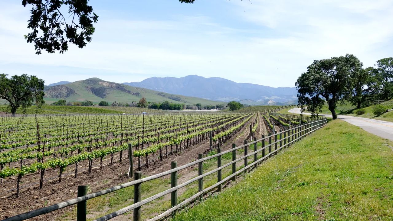 Vineyard landscape with rows of grapevines, mountain backdrop, and a wooden fence along a rural road.