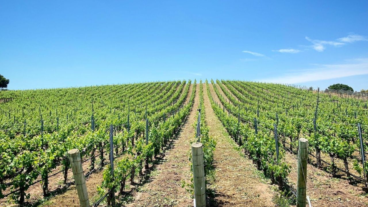 Sunny vineyard with rows of grapevines on hillside.
