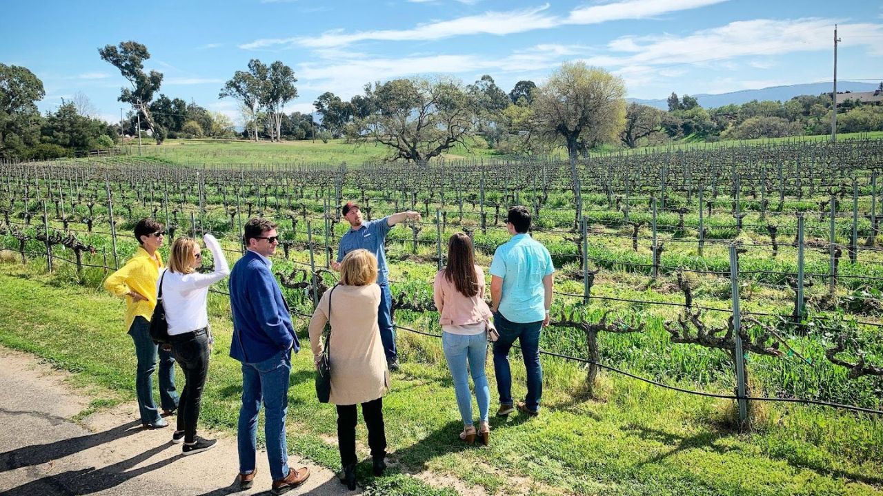 Group on guided corporate wine tour in scenic vineyard.