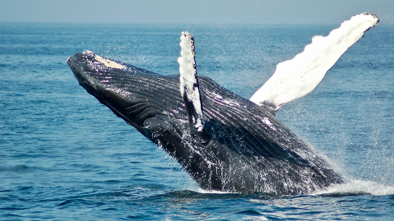 Humpback whale breaching during ocean whale watching tour.