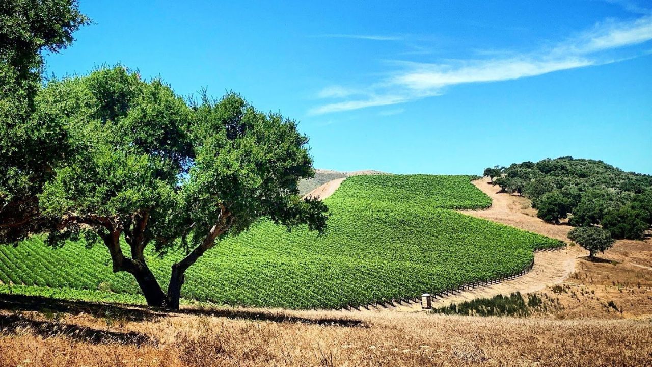  Vineyard landscape with rolling hills for wine tour. 
