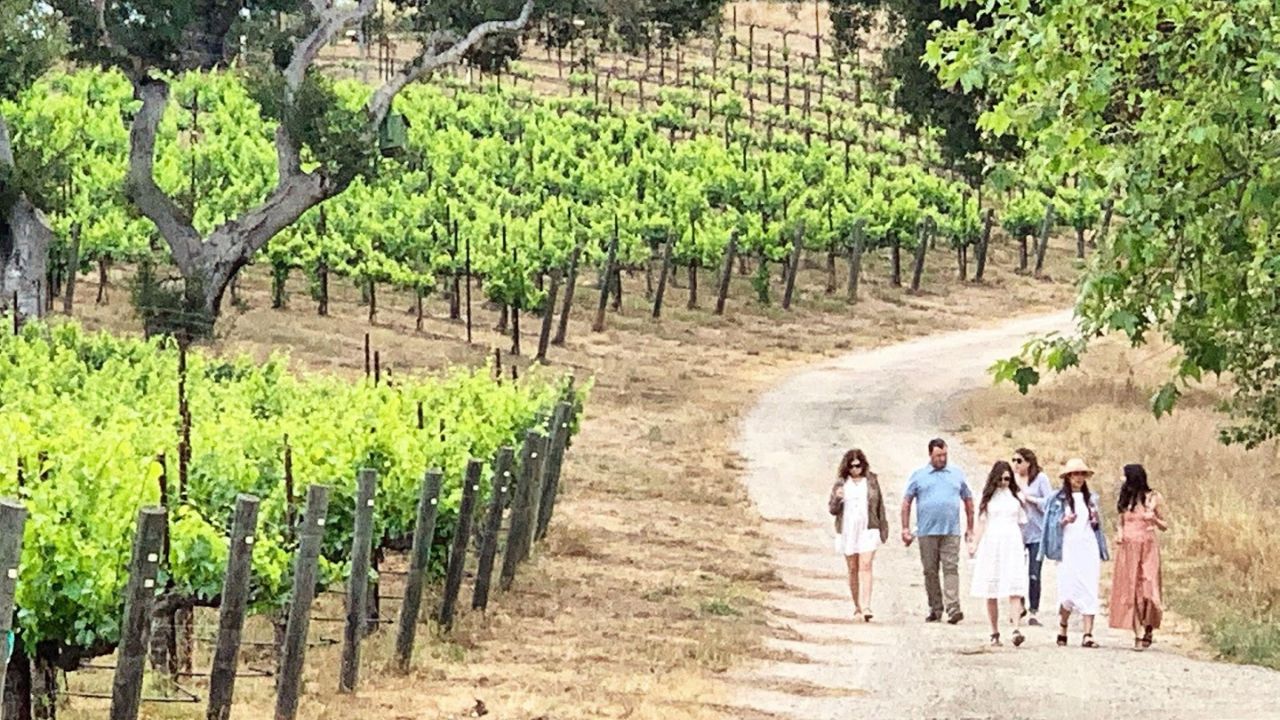 Group walking vineyard path during scenic wine tour experience.
