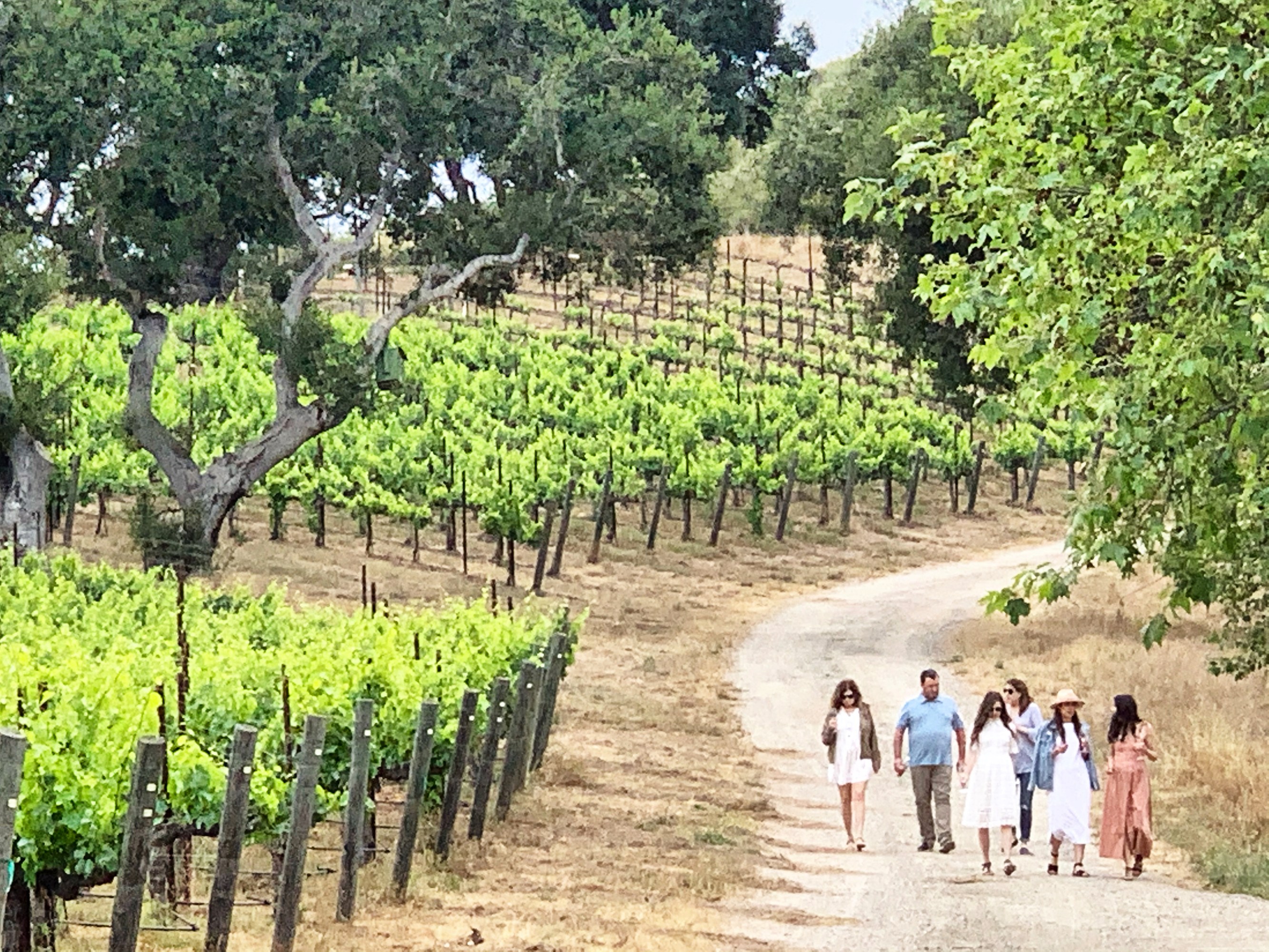 Group walking vineyard path during scenic wine tour outing.