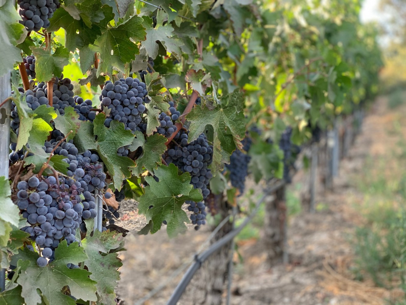 Ripe purple grapes in a sunny vineyard.