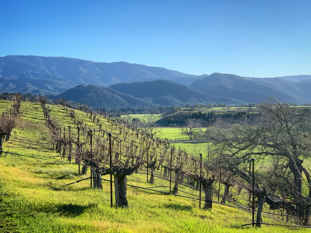 Dormant vineyard rows on grassy hillside under clear sky.