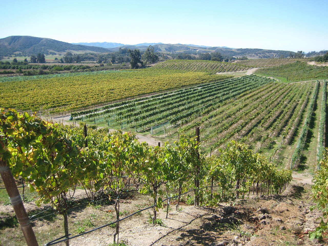 Sta. Rita Hills vineyard rows under clear sunny sky.