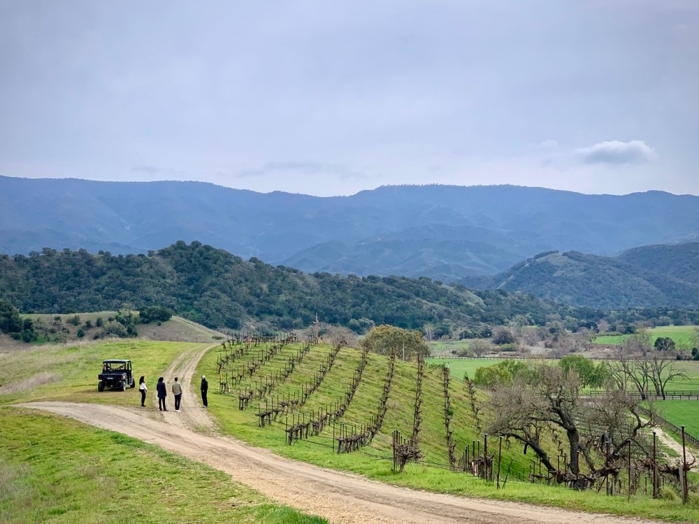 Visitors exploring vineyard rows during scenic wine tour outing.