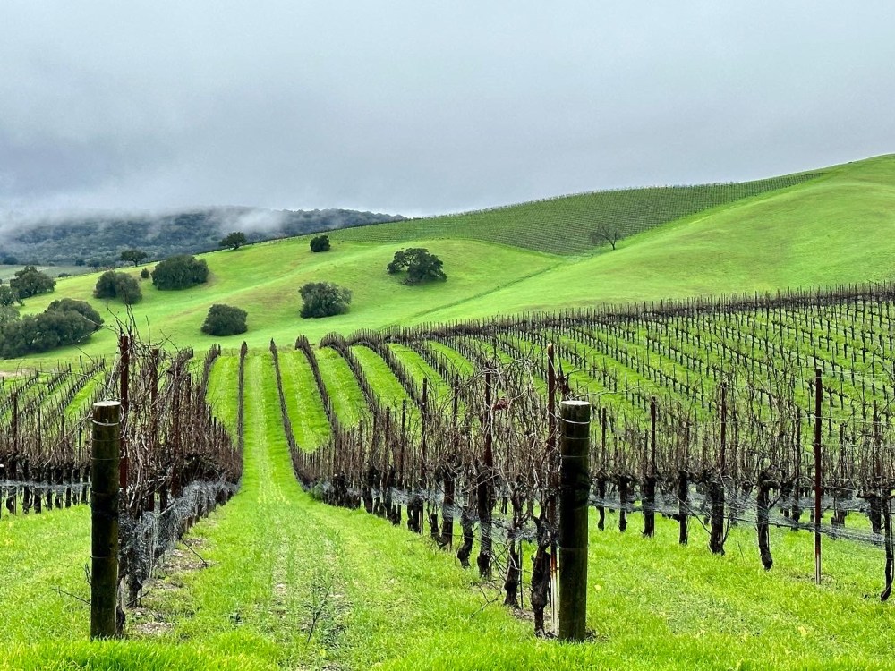 Sta. Rita Hills vineyard rows beneath misty green hills.