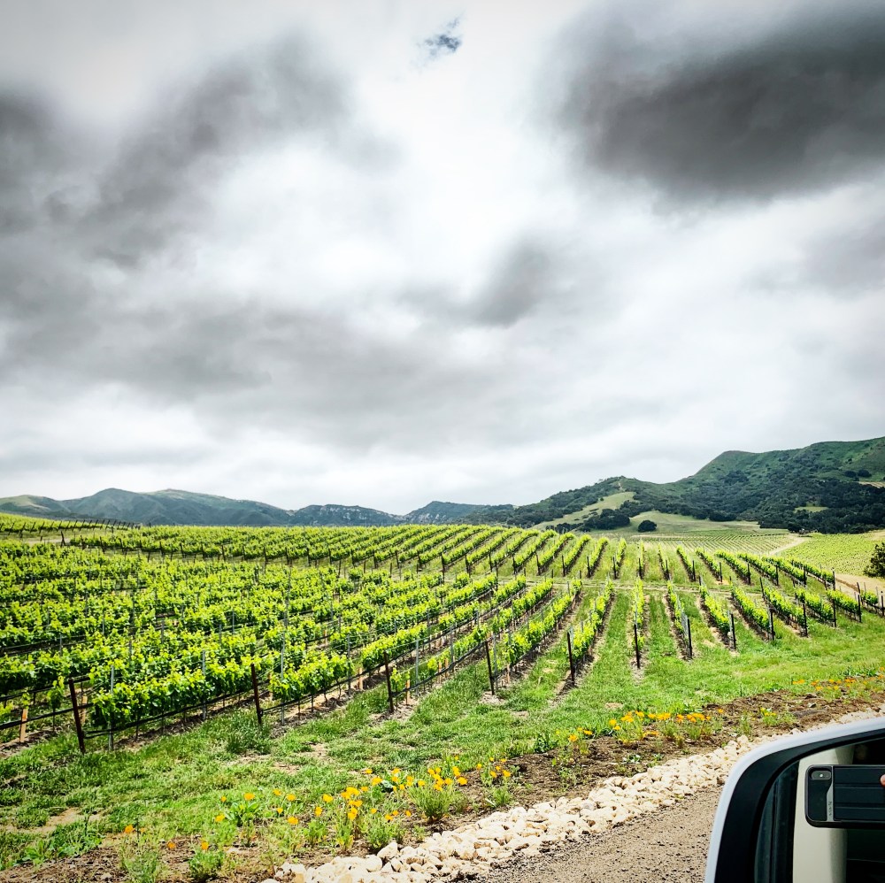 Visitors touring vineyards with grape rows under cloudy sky.
