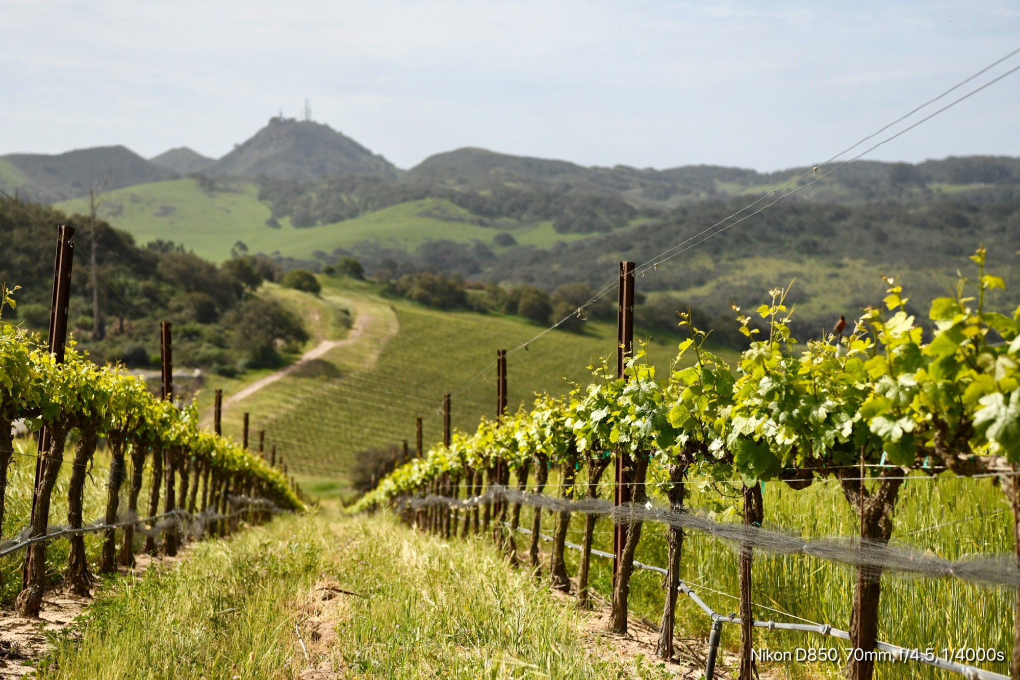 Santa Maria Valley vineyard rows with hills under sunny sky.