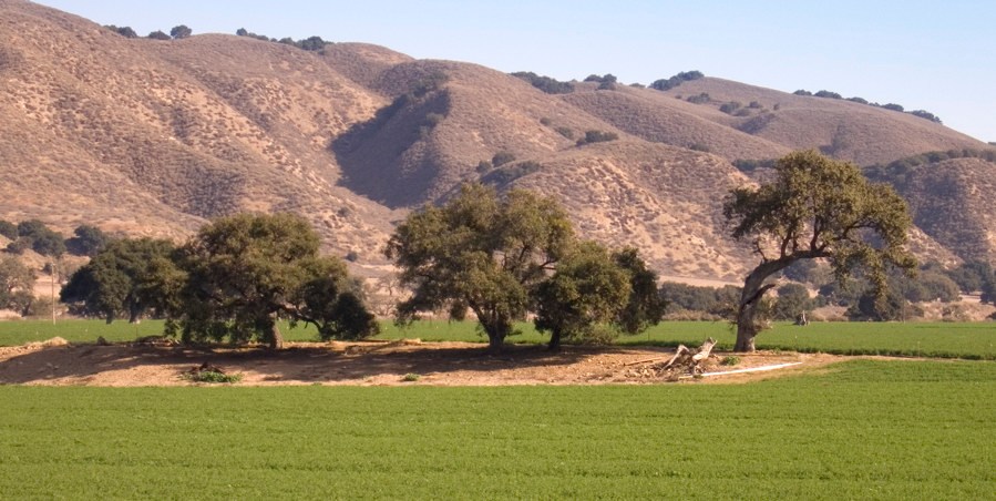 Happy Canyon vineyard landscape beneath oak trees and rolling hills