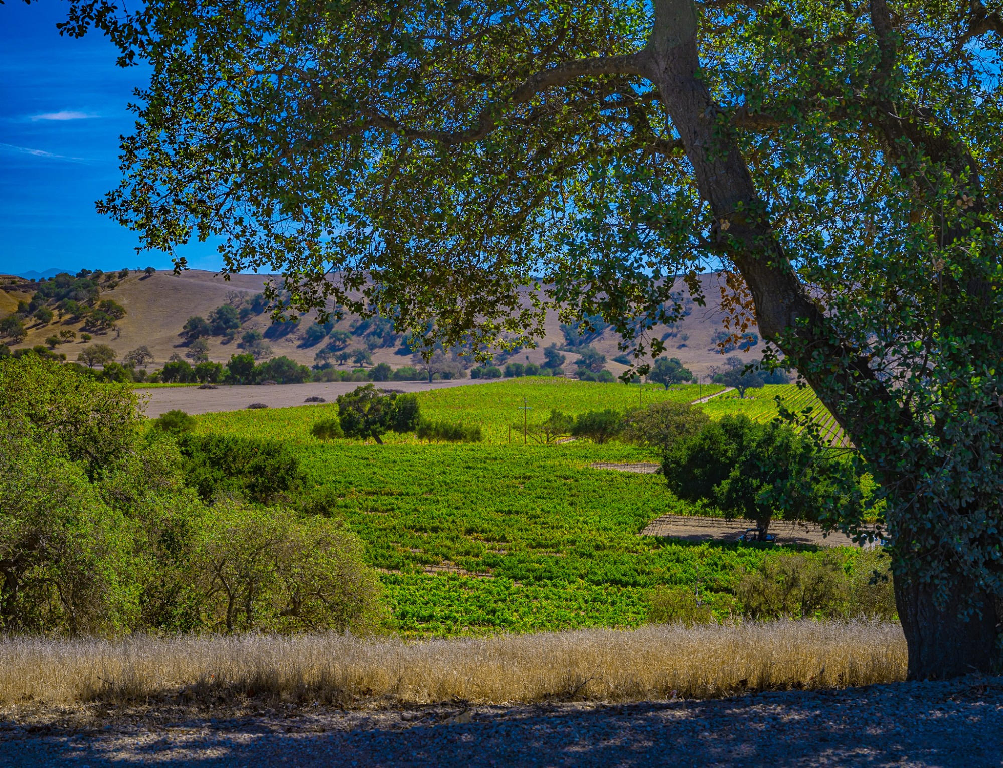 Oak tree framing Santa Ynez vineyard beneath rolling hills