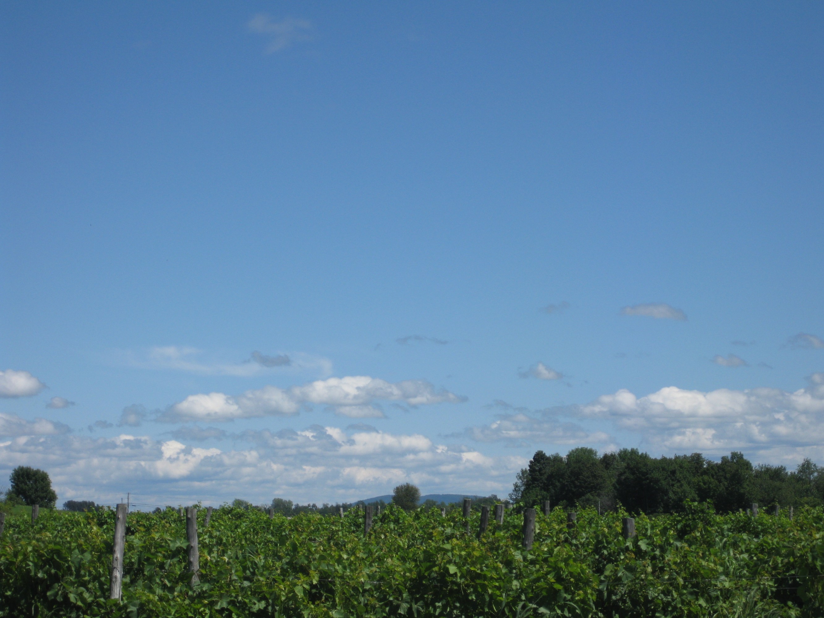 Snow Farm Vineyard rows beneath expansive Vermont sky and clouds​‌