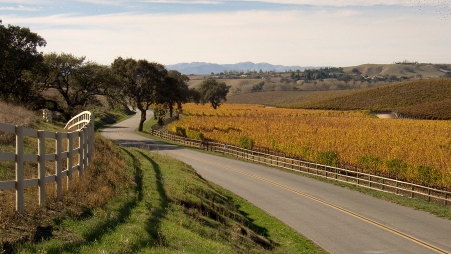 Winding Happy Canyon road bordered by vineyards and oak trees